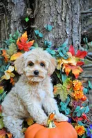 Carmela Va, a female Cavachon for sale in Appomattox, VA – Photo 3 of 4