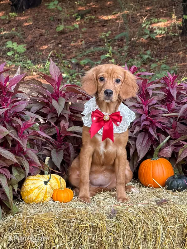 Bee- new pics   – Miniature Golden Retriever puppy for sale in Appomattox, VA