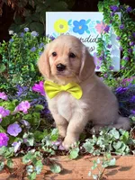 Yeti , a male Miniature Golden Retriever for sale in Appomattox, VA – 5 of 7