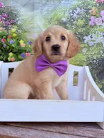 Cupid, a male Miniature Golden Retriever for sale in Appomattox, VA – 2 of 6