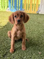 Tiny, a female Miniature Golden Retriever for sale in Appomattox, VA – 8 of 10