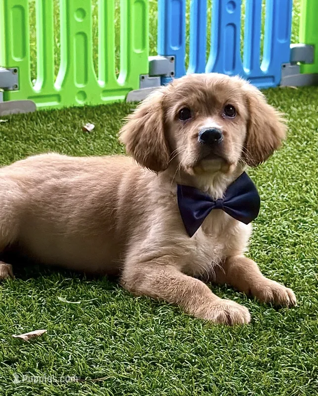 Bolt  – Golden Retriever, Cavalier King Charles Spaniel puppy for sale in Appomattox, VA
