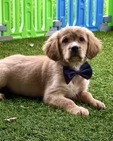 Bolt , a male Golden Retriever and Cavalier King Charles Spaniel for sale in Appomattox, VA – 1 of 7