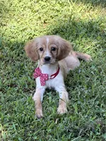 Arthur , a male Golden Retriever and Cavalier King Charles Spaniel for sale in Appomattox, VA – 8 of 10