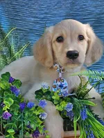 Kona Va , a male Miniature Golden Retriever for sale in Appomattox, VA – 5 of 9