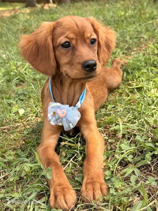 Bee  – Miniature Golden Retriever puppy for sale in Appomattox, VA