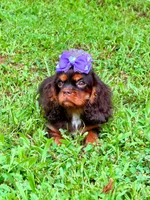 Amethyst , a female Cavalier King Charles Spaniel for sale in Appomattox, VA – 6 of 6