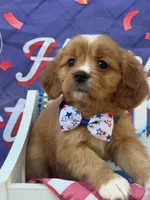 Socks , a male Golden Retriever and Cavalier King Charles Spaniel for sale in Appomattox, VA – 1 of 5