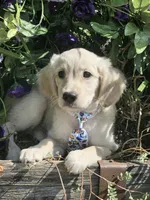 Kona Va , a male Miniature Golden Retriever for sale in Appomattox, VA – 8 of 9