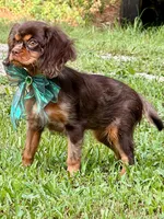 Gema , a female Cavalier King Charles Spaniel for sale in Appomattox, VA – 2 of 4