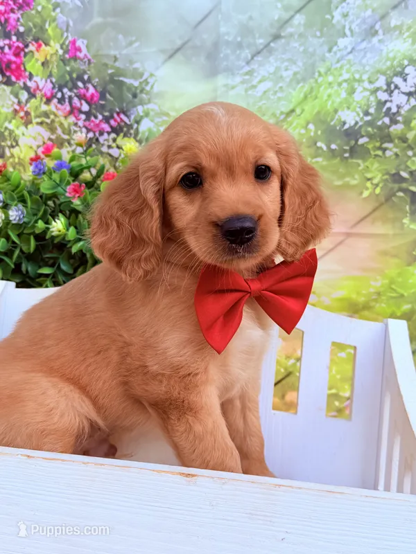 Fred  – Miniature Golden Retriever puppy for sale in Appomattox, VA