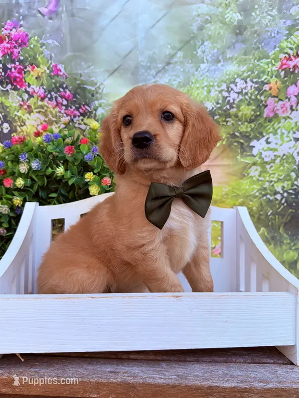 Tod  – Miniature Golden Retriever puppy for sale in Appomattox, VA