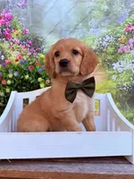 Tod , a male Miniature Golden Retriever for sale in Appomattox, VA – 1 of 7