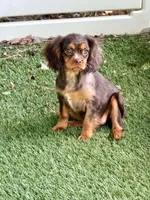 Hazel , a female Cavalier King Charles Spaniel for sale in Appomattox, VA – 3 of 6