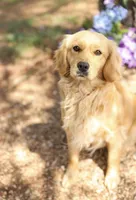 Bolt , a male Golden Retriever and Cavalier King Charles Spaniel for sale in Appomattox, VA – 6 of 7