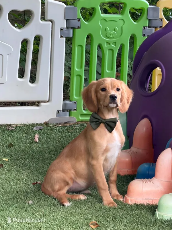 Rey  – Miniature Golden Retriever puppy for sale in Appomattox, VA