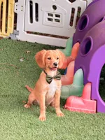 Rey , a male Cavalier King Charles Spaniel and English Cream Golden Retriever for sale in Appomattox, VA – 3 of 4