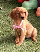 Bee , a female Golden Retriever and Cavalier King Charles Spaniel for sale in Appomattox, VA – 4 of 7