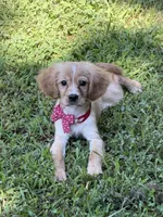 Arthur , a male Golden Retriever and Cavalier King Charles Spaniel for sale in Appomattox, VA – 10 of 10