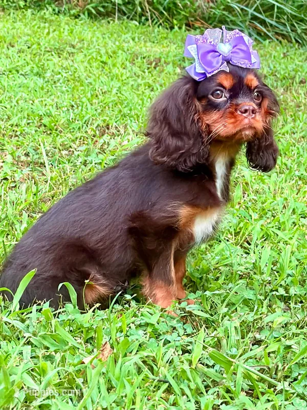 Amethyst  – Cavalier King Charles Spaniel puppy for sale in Appomattox, VA