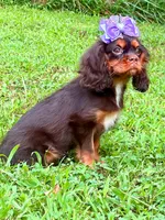 Amethyst , a female Cavalier King Charles Spaniel for sale in Appomattox, VA – 1 of 6