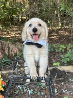 Yeti , a male Miniature Golden Retriever for sale in Appomattox, VA – 3 of 6