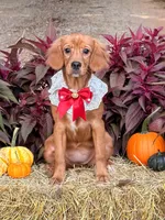 Bee- new pics  , a female Miniature Golden Retriever for sale in Appomattox, VA – 6 of 9