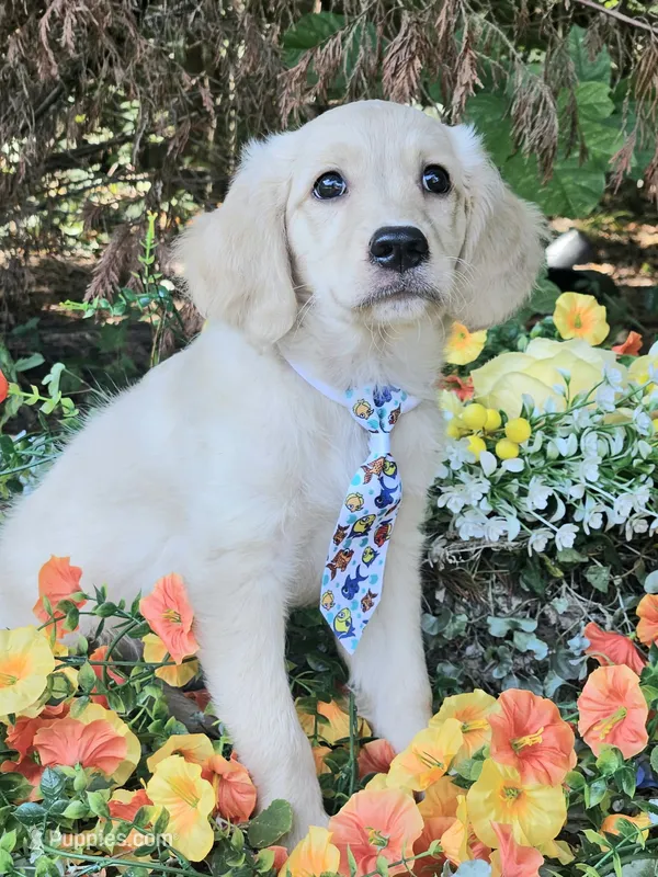 Kona Va  – Miniature Golden Retriever puppy for sale in Appomattox, VA
