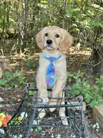 Tod , a male Miniature Golden Retriever for sale in Appomattox, VA – 3 of 10