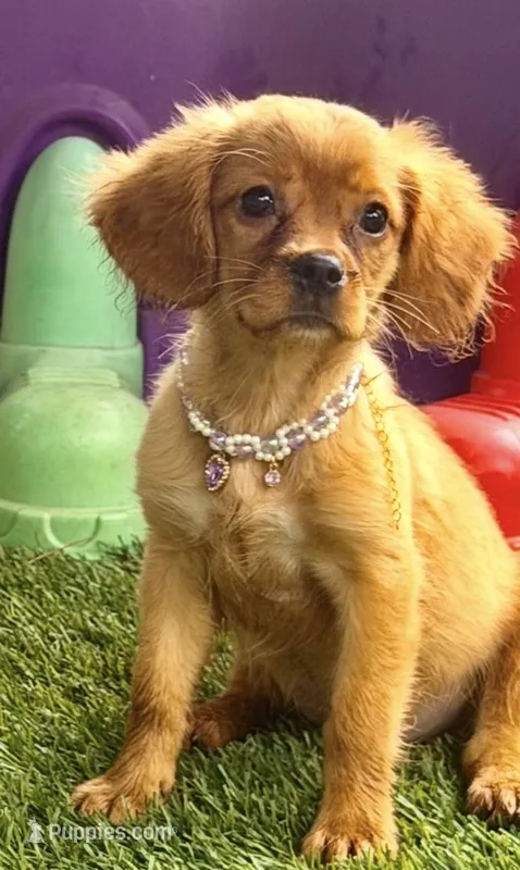 Lainey  – Golden Retriever, Cavalier King Charles Spaniel puppy for sale in Appomattox, VA