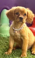 Lainey , a female Golden Retriever and Cavalier King Charles Spaniel for sale in Appomattox, VA – 1 of 7