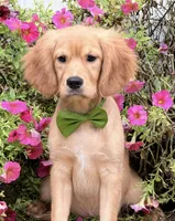 Eddie, a male Cavalier King Charles Spaniel and English Cream Golden Retriever for sale in Appomattox, VA – 4 of 5