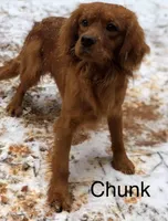 Bee , a female Golden Retriever and Cavalier King Charles Spaniel for sale in Appomattox, VA – 7 of 7