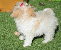 tcup purse princess, a female Cavachon for sale in Appomattox, VA – Photo 4 of 4