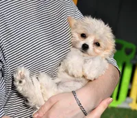 tcup purse princess, a female Cavachon for sale in Appomattox, VA – Photo 3 of 4