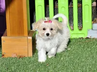tcup purse princess, a female Cavachon for sale in Appomattox, VA – Photo 1 of 4