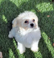 tcup purse princess, a female Cavachon for sale in Appomattox, VA – Photo 2 of 4