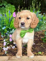 Rey , a male Cavalier King Charles Spaniel and English Cream Golden Retriever for sale in Appomattox, VA – 2 of 4