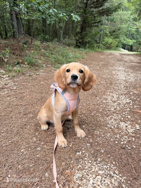 Jack, low shedding coat!  – Cavalier King Charles Spaniel, English Cream Golden Retriever puppy for sale in Appomattox, VA