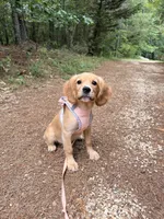 Jack, low shedding coat! , a male Cavalier King Charles Spaniel and English Cream Golden Retriever for sale in Appomattox, VA – 1 of 5