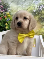 Yeti , a male Miniature Golden Retriever for sale in Appomattox, VA – 3 of 7