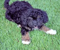 LITTER BOX TRAINED, a male Cavapoo for sale in Appomattox, VA – Photo 4 of 4