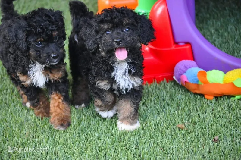 LITTER BOX TRAINED, a male Cavapoo for sale in Appomattox, VA – Photo 1 of 4