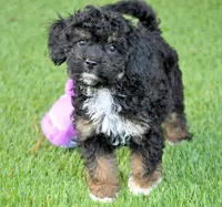 LITTER BOX TRAINED, a male Cavapoo for sale in Appomattox, VA – Photo 2 of 4