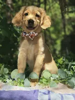 Cupid, a male Miniature Golden Retriever for sale in Appomattox, VA – 4 of 7