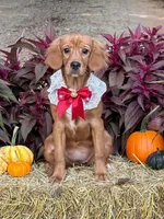 Bee- new pics  , a female Miniature Golden Retriever for sale in Appomattox, VA – 4 of 9