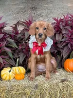 Bee- new pics  , a female Miniature Golden Retriever for sale in Appomattox, VA – 5 of 9
