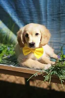 Fred , a male Miniature Golden Retriever for sale in Appomattox, VA – 5 of 9