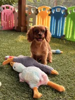 Jax, a male Cavalier King Charles Spaniel for sale in Appomattox, VA – 1 of 5