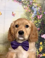 Eddie, a male Cavalier King Charles Spaniel and English Cream Golden Retriever for sale in Appomattox, VA – 3 of 5